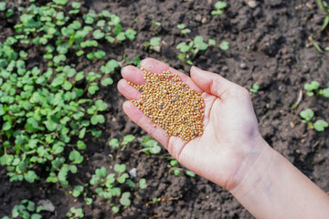 Young girl's hand full of mustard seeds preparing to sow on the ground in the vegetable garden as a fast growing green manure and effectively suppress weeds