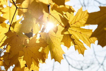 Autumn leaves are transmitted by the sun