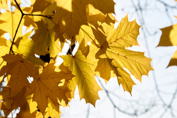 Autumn leaves are transmitted by the sun
