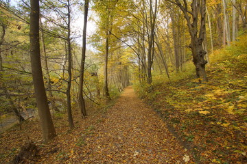 Obraz premium jesień jura dolina Racławki