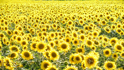 Campo de girasoles