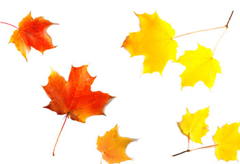 Autumn background witn maple leaves