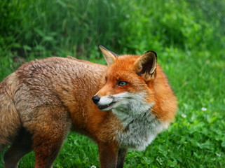 red fox in wild