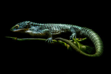 lizard on a black background