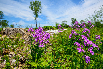 Obraz premium purple flowers in cleared land