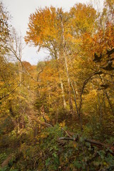 Fototapeta premium jesień jura dolina Racławki