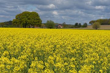 Rapsfeld