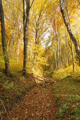 Naklejka premium jesień jura dolina Racławki