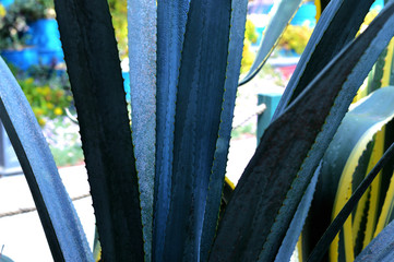texture of blue agave plant