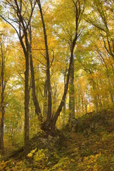 Naklejka premium Rezerwat Dolina Racławki