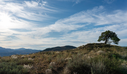 Lone Tree resembling Bonsai stands tall on a hill with a blue cloud-streaked sky and Cascade Mountain Range backdrop of Washington State near the Okanogan-Wenatchee National Forest