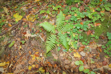 Rezerwat Dolina Racławki © Napoleon. C