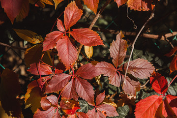 Autumn red leaves with narrow depth of field