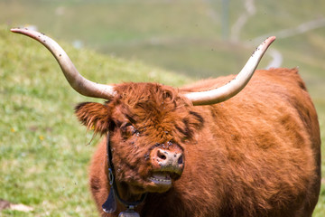 Scottish Highland Cattle in the Swiss Alps