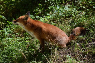 Sitzender Fuchs