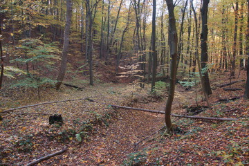 Rezerwat Dolina Racławki