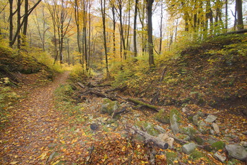 Rezerwat Dolina Racławki