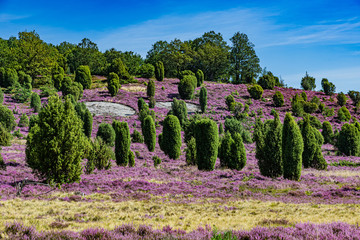 Wandern durch die Lüneburger Heide 1