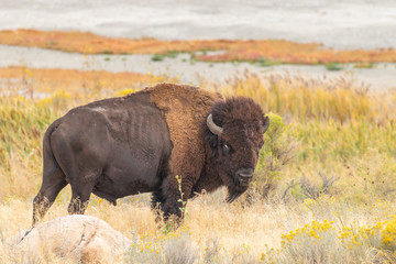Bull Bison on Antelope Island Utah