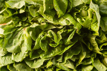 wet leaves of a juicy green salad