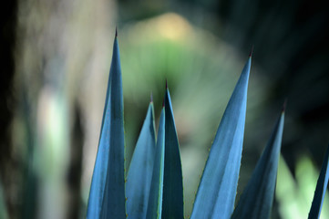 close up of agave americana thorns
