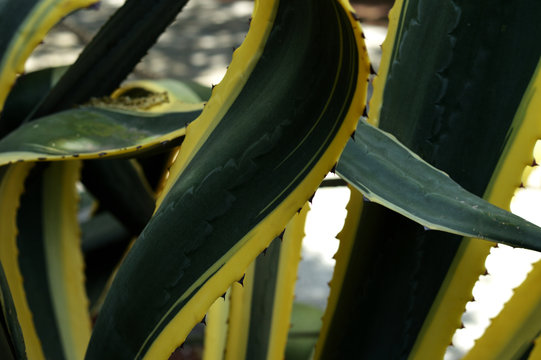 close up of agave americana marginata