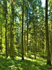 Fototapeta na wymiar landscape with forest in summer
