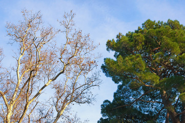 Two trees -  deciduous and coniferous - against blue sky on sunny winter day.  Sycamore and pine tree