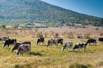 Naklejka na ściany i meble Cows graze on a green field on a bright sunny day. Bulgaria region