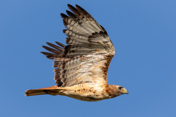 Hawk in Flight