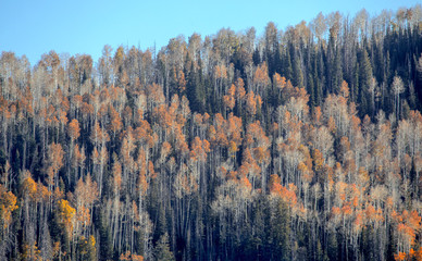 Southern Utah Autumn