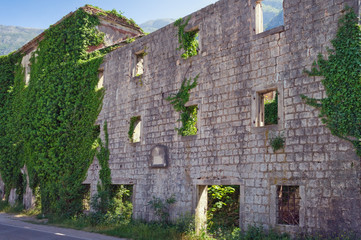 Wall of old ruined building overgrown with green ivy. Montenegro, Risan town