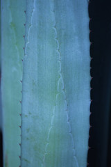 close up of blue agave plant