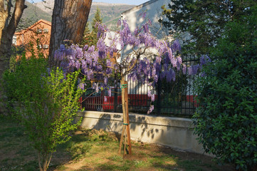 Spring flowers. Blooming wisteria in Mediterranean park. Montenegro, Tivat city. View of Large Town Park