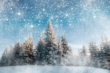 Majestic winter landscape with snowy fir trees.  Winter postcard.