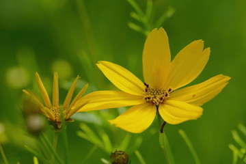 two teeth, bidens ferilifolia Goldmarie in front of a green background