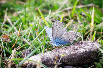 Little blue butterfly on a dirty rock