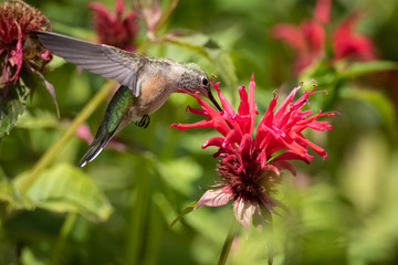 Hummingbird Eating on Flower © David