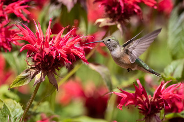 hummingbird on flower © David