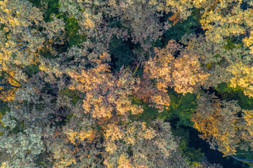 Beautiful autumn in the Lug forest near Bjelovar, Bjelovar Bilogora County, Croatia 