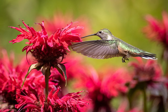 Hummingbird Wing