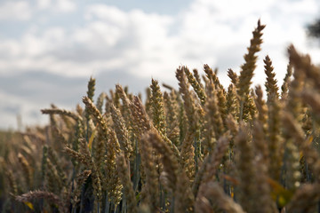 Grain field zoom view from bottom