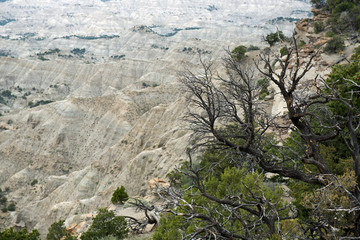 Americas southwest sandstone landscape with trees