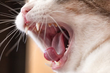 Opening mouth of cat. Yawning pet.Concept of care and treatment of teeth and oral cavity in...