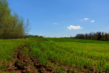 landscape with green field and blue sky