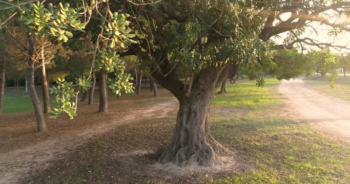 algarrobo centenario en el bosque