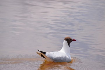 Fototapeta premium Bird floating in the waters of a river