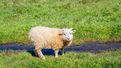 A cute Icelandic sheep by a small river of water looking at the camera, Iceland