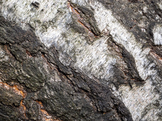 Diagonal wood background with cracks and bumps.