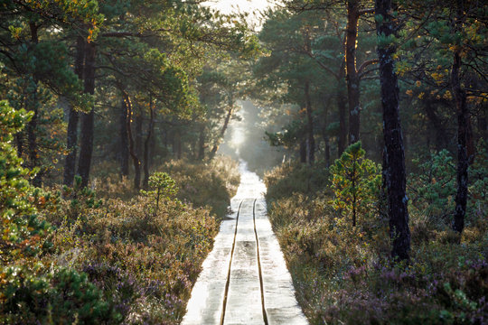 Long footpath through forest in Estonia